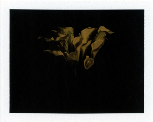 Underexposed Lilies, 2018